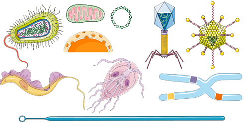 biologia